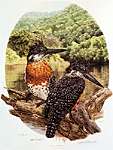 Giant Kingfisher